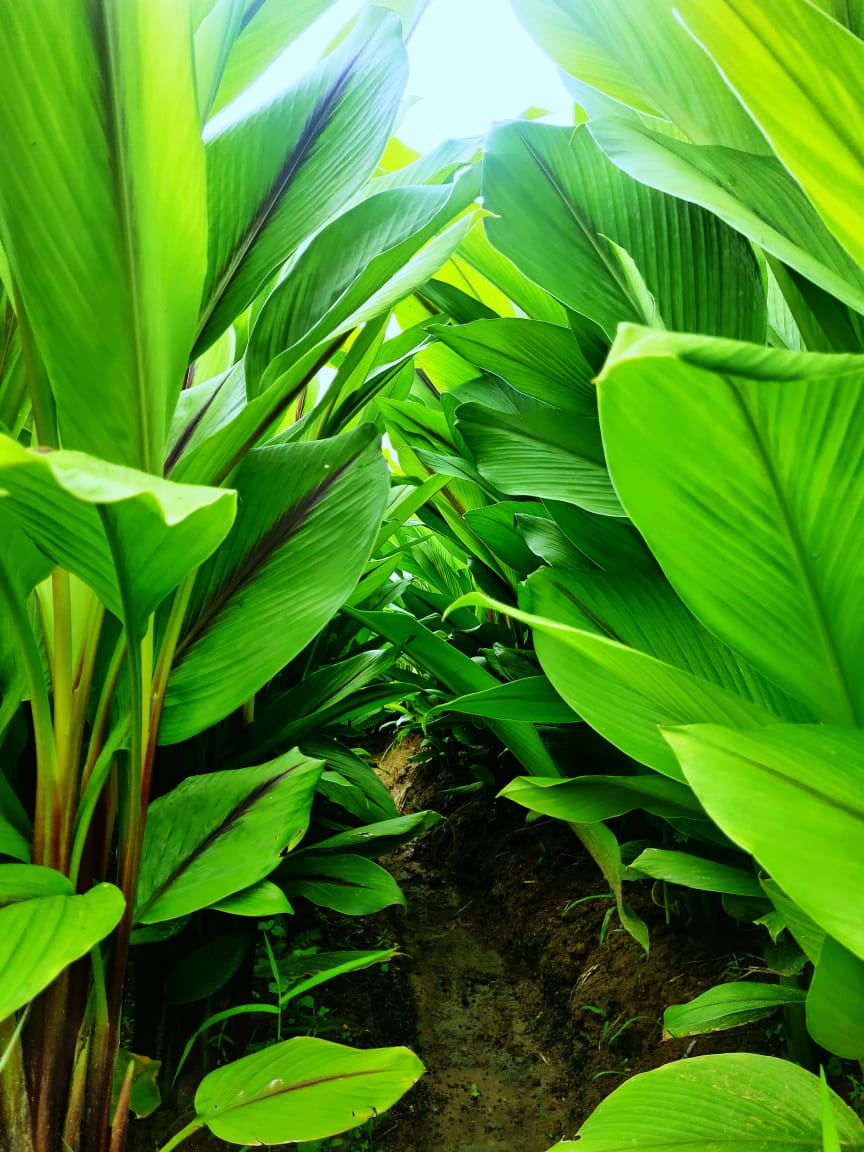 Black Turmeric