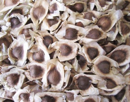 Moringa