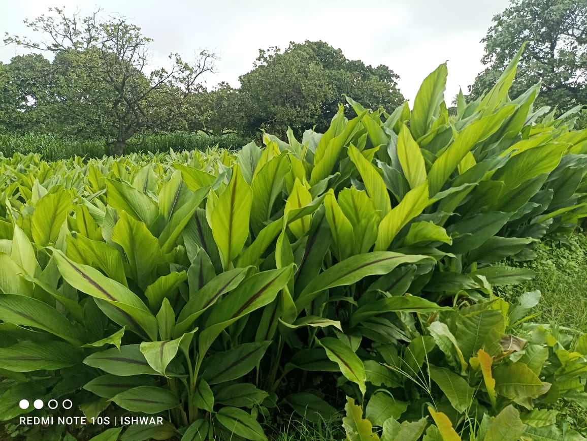 Black Turmeric