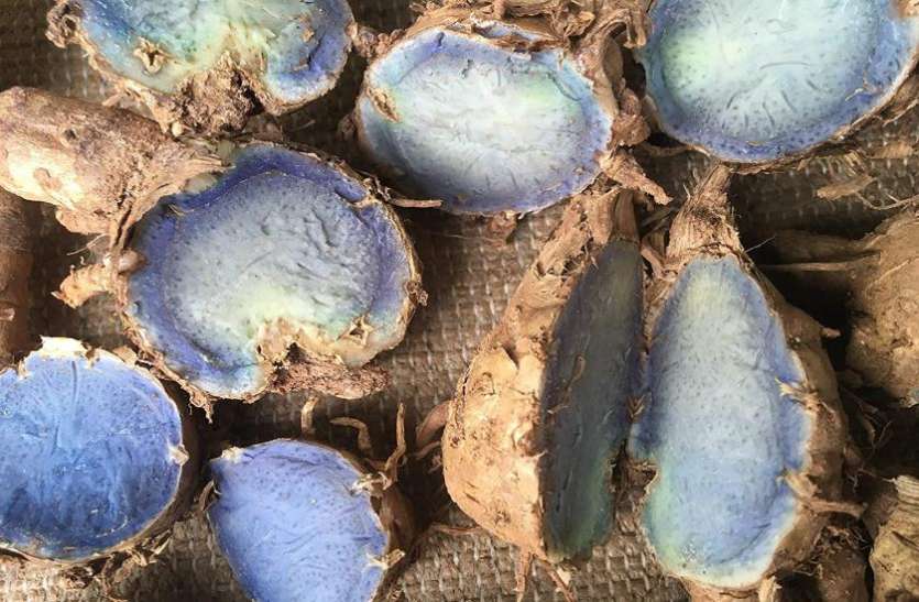 Black Turmeric