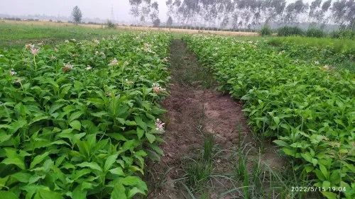 Sarpagandha