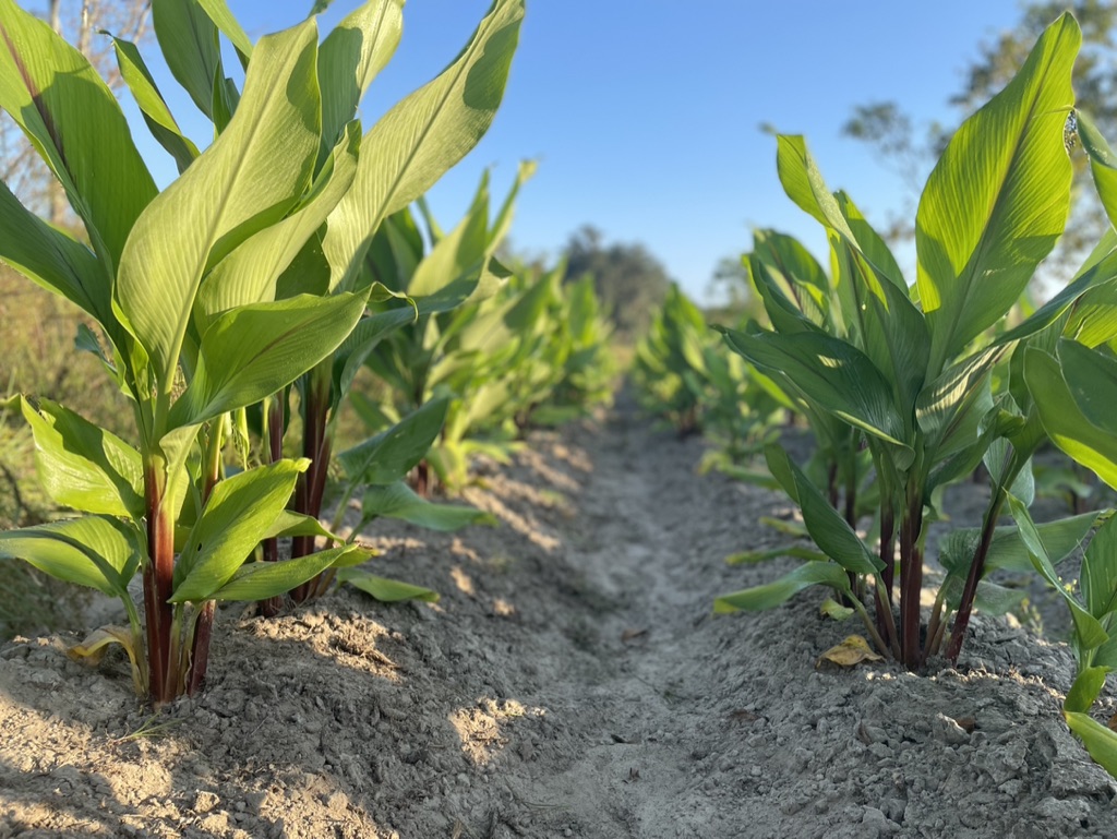 Black Turmeric