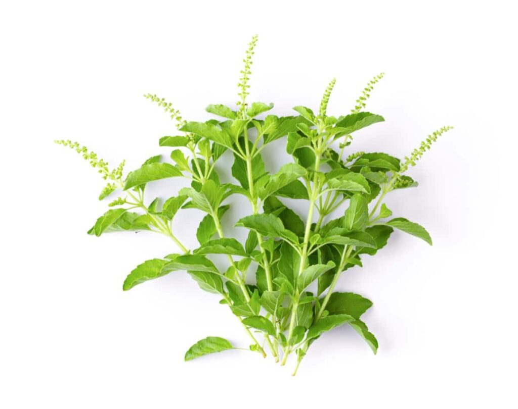 Tulsi