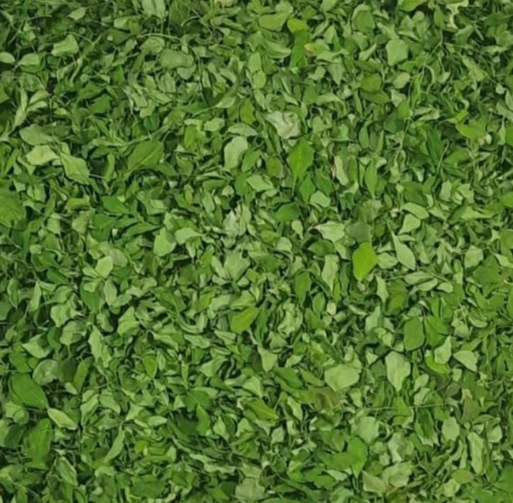Moringa