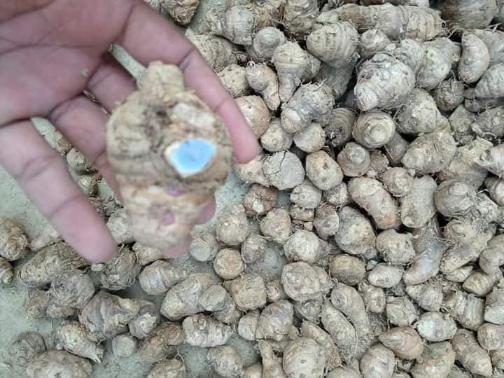 Black Turmeric