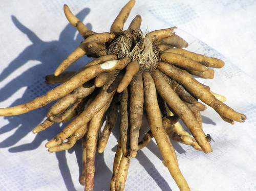 Safed Musli