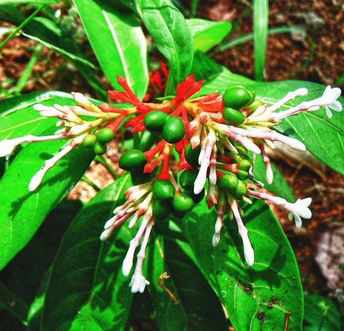Sarpagandha