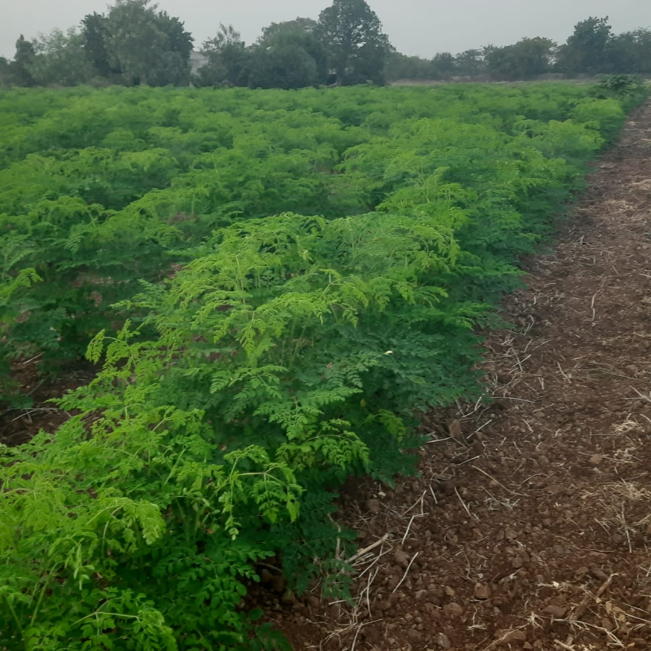 Moringa