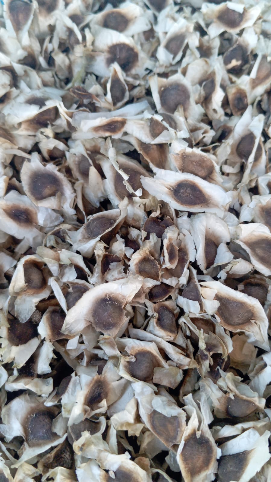 Moringa