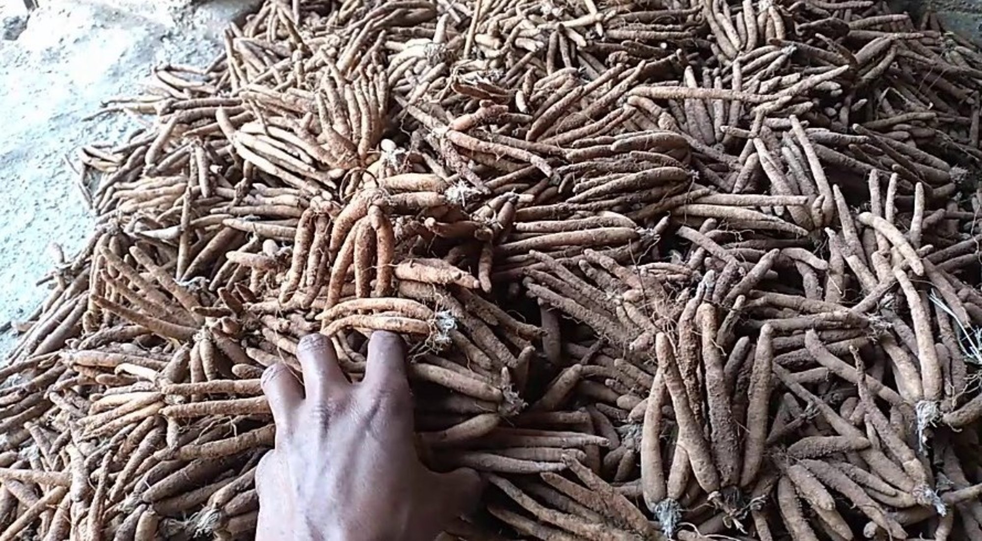 Safed Musli