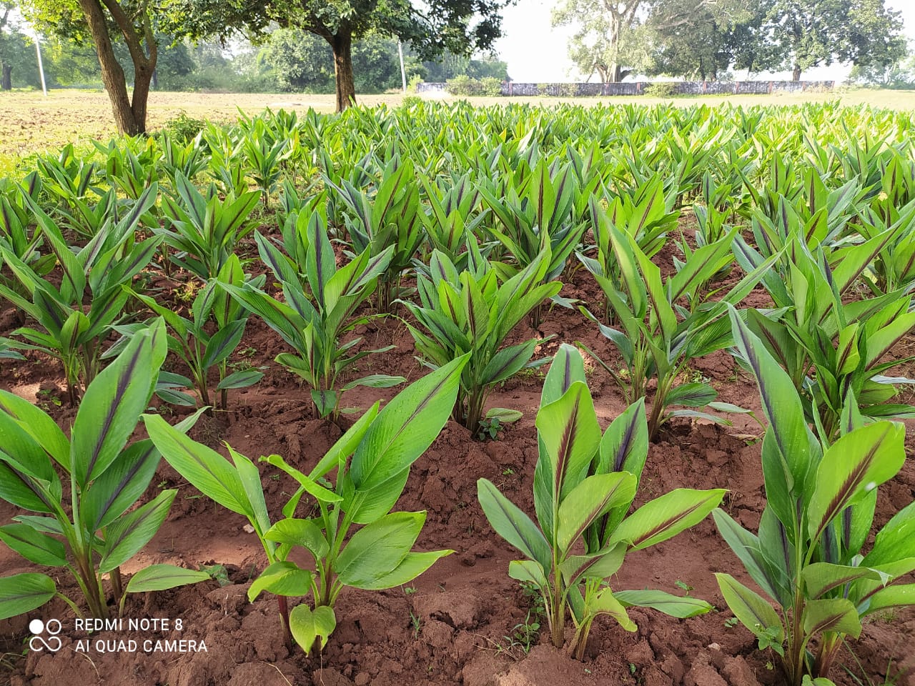 Black Turmeric