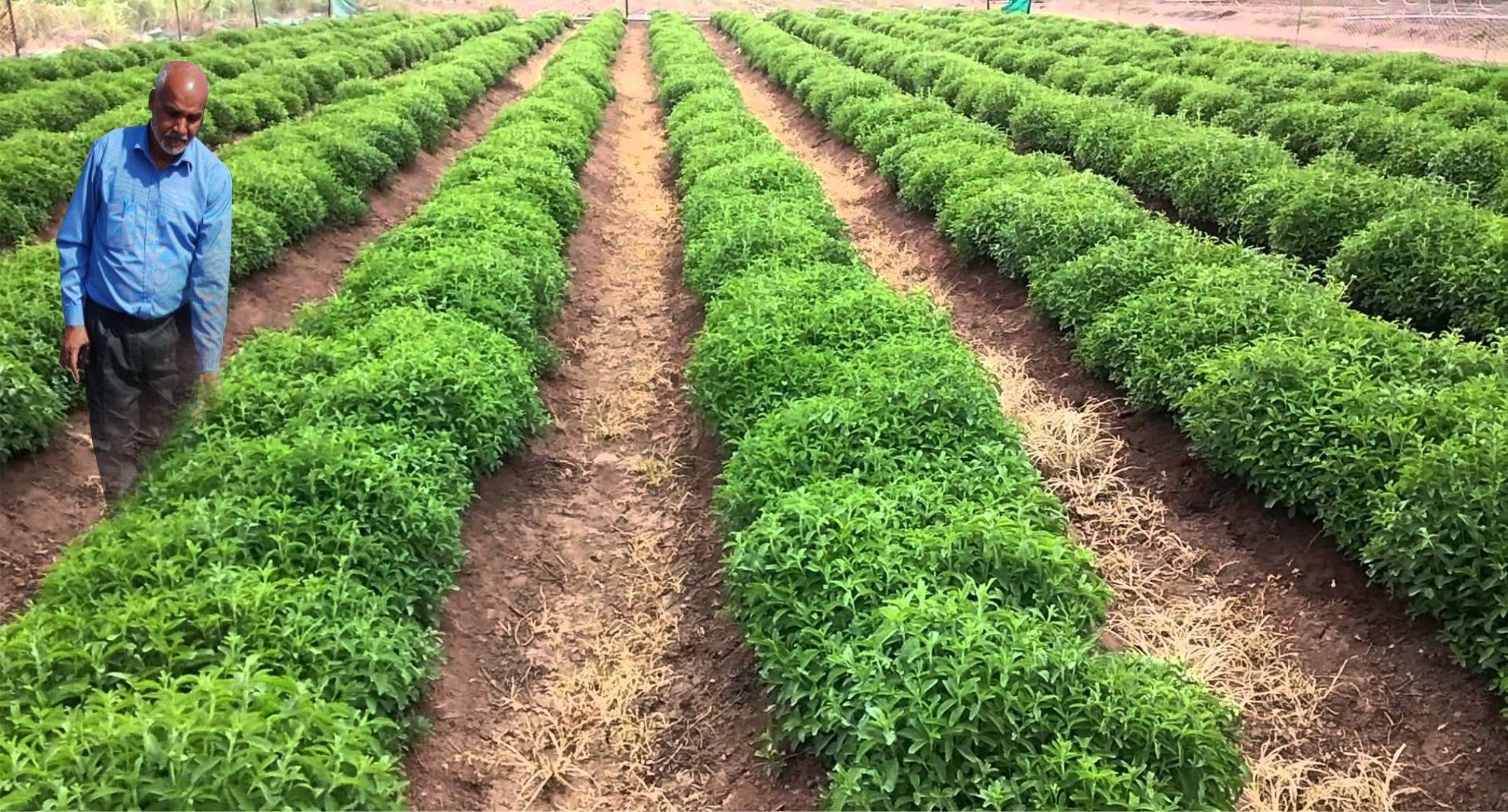 Stevia