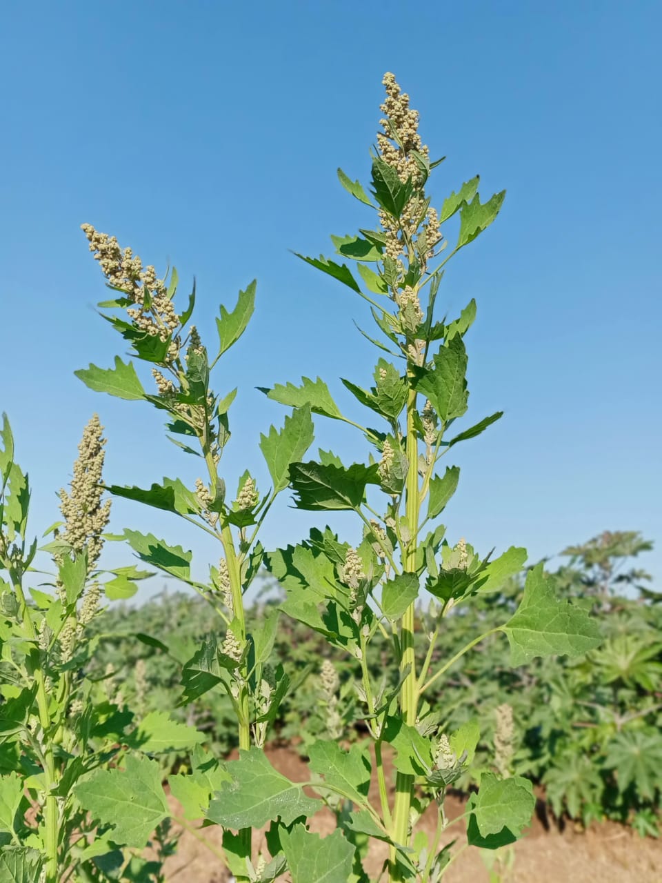 Quinoa