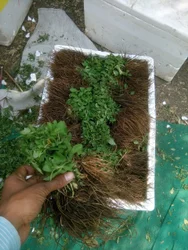 Stevia