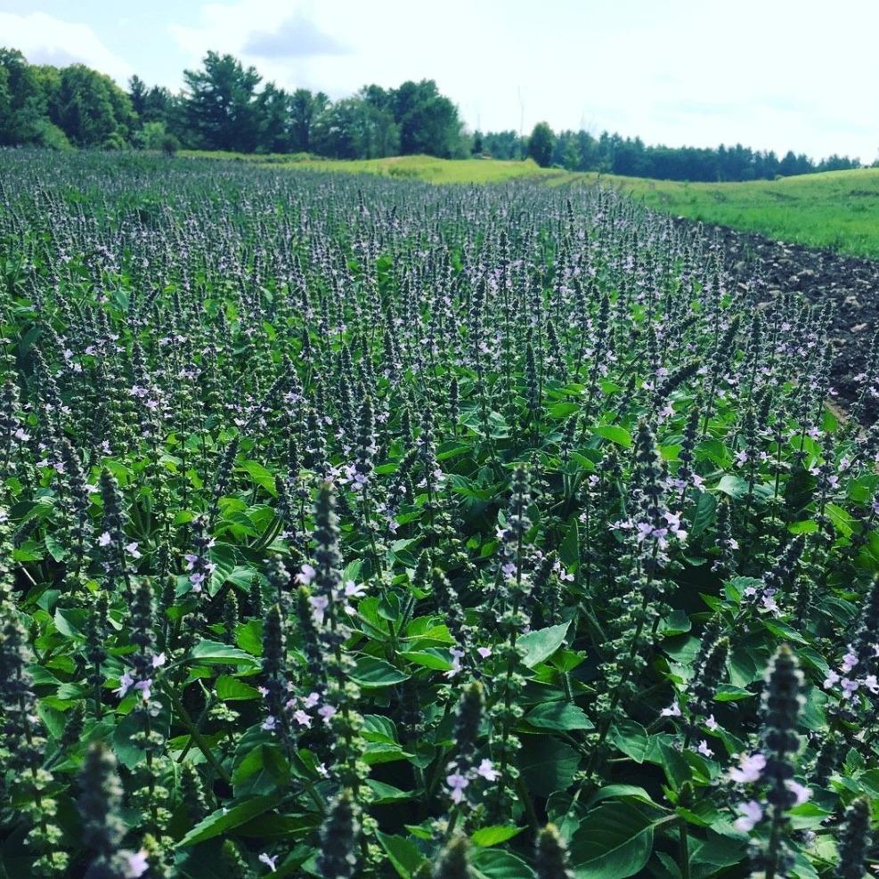 Tulsi