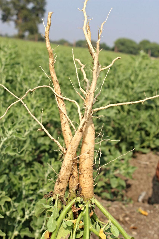 Ashwagandha