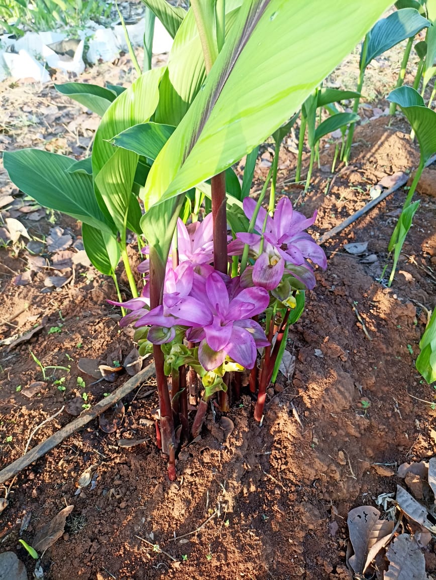 Black Turmeric