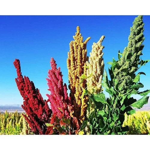 Quinoa