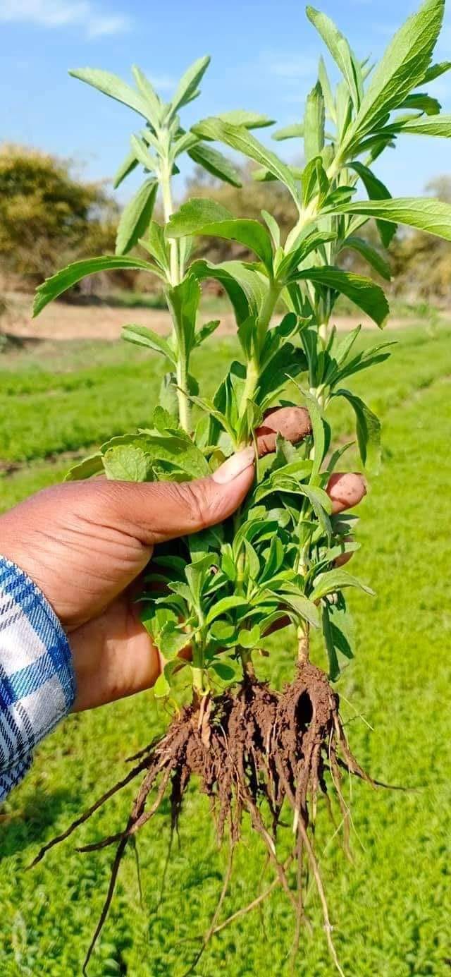 Stevia