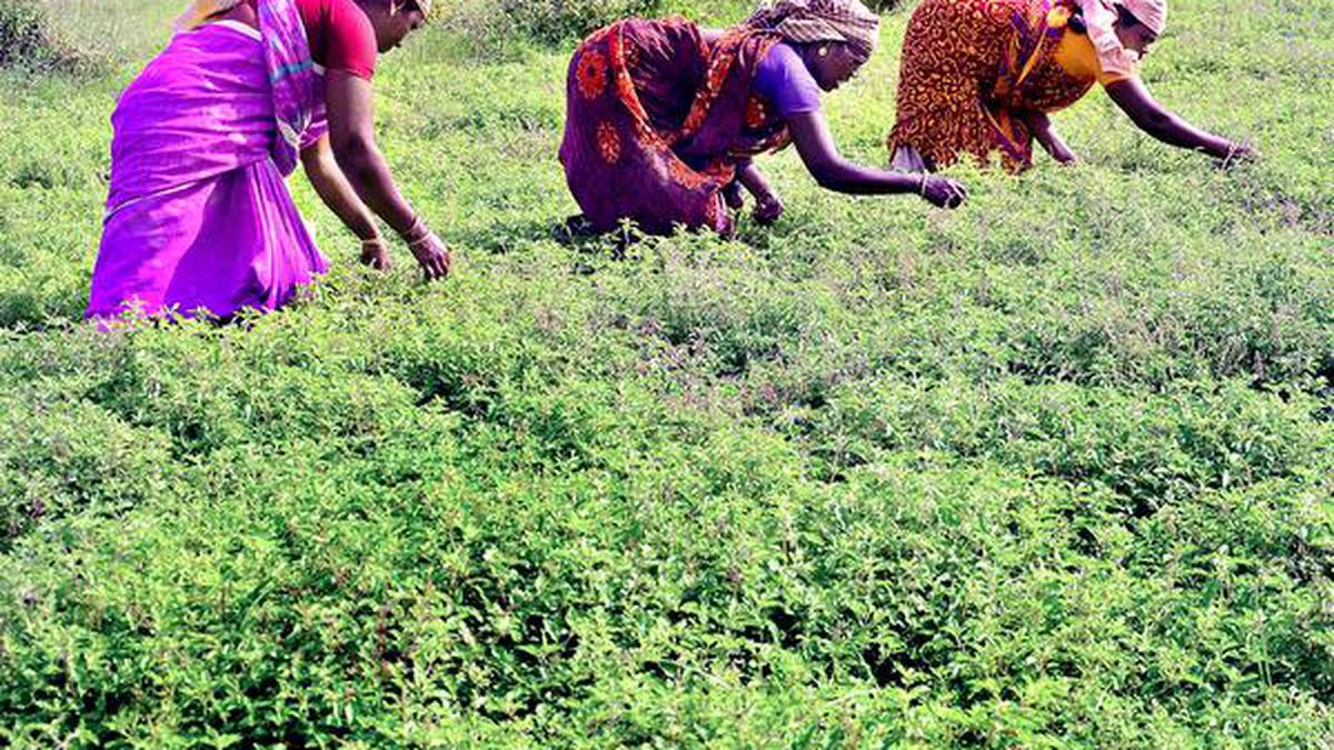 Tulsi