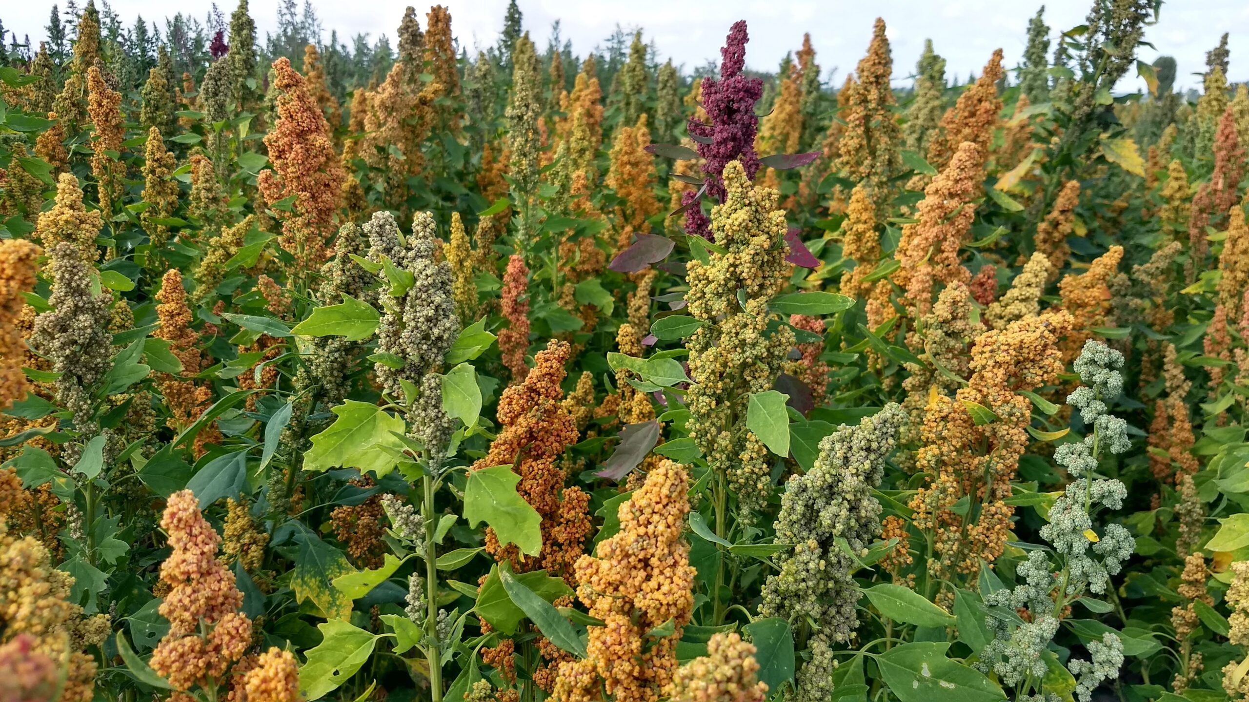 Quinoa