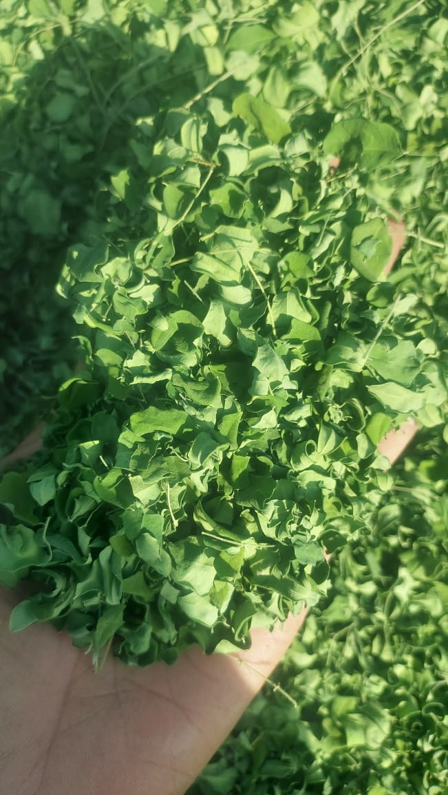 Moringa