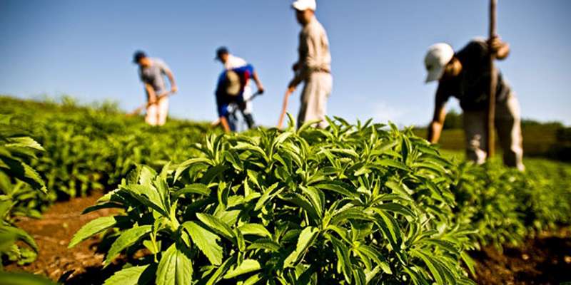 Stevia